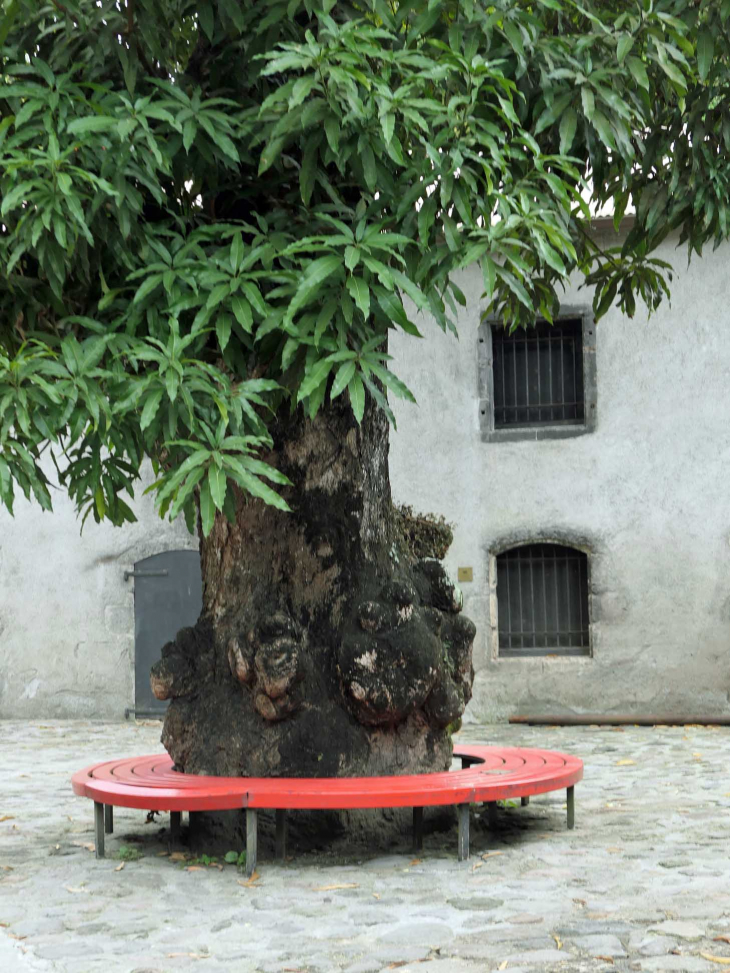 La distillerie JM : place du manguier - Macouba