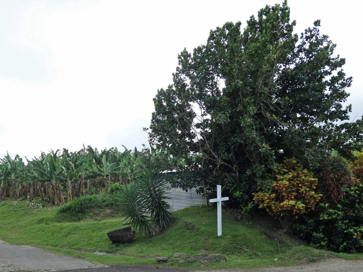 L'habitation Potiche :culture de la banane - Macouba