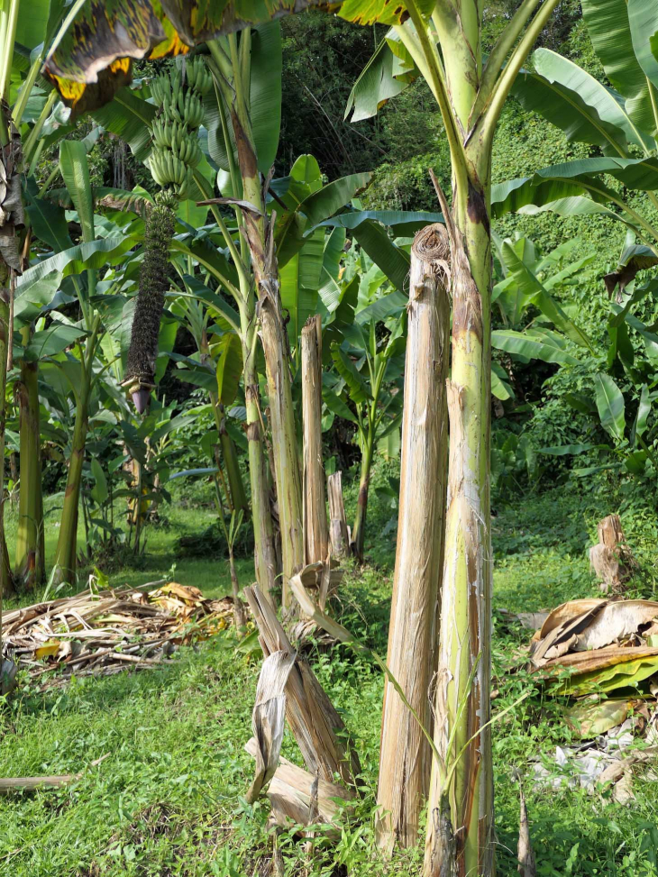 Le musée de la banane : magnifique jardin de bananiers et fleurs - Sainte-Marie