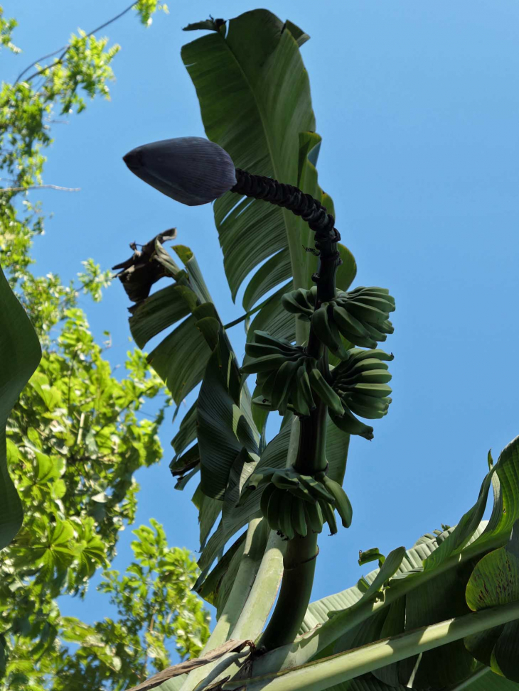 Le musée de la banane : magnifique jardin de bananiers et fleurs - Sainte-Marie