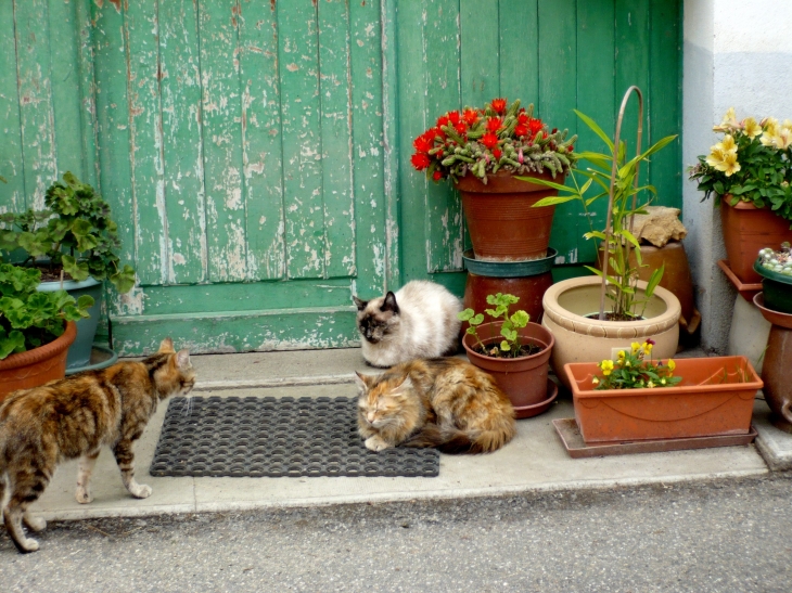 Réunion de chats du village. - Camarade