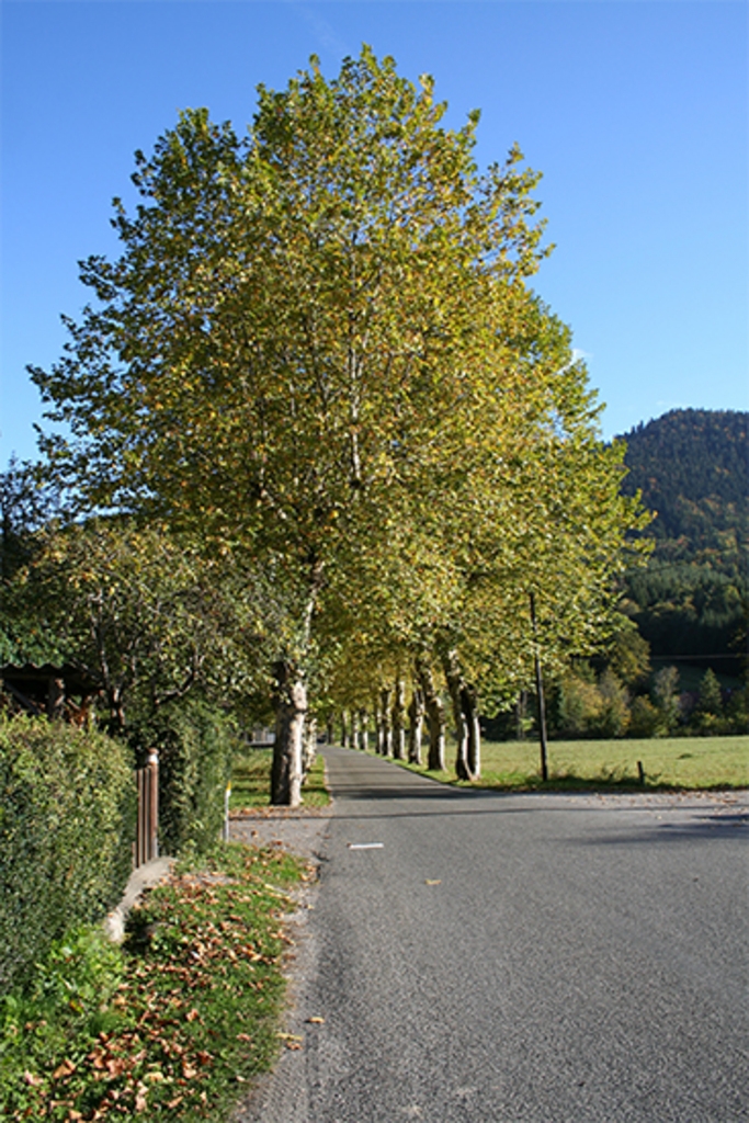 Allée des platanes - Fougax-et-Barrineuf