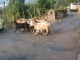 Photo précédente de Larcat Chèvres revenant des pâturages