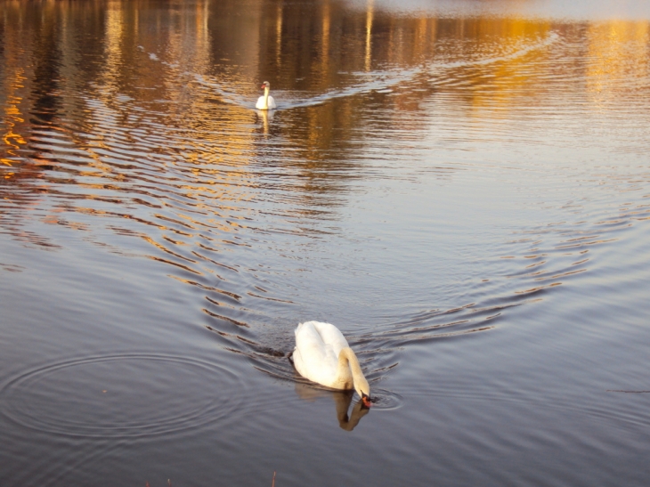 Les cygnes blancs sur un plan d'eau du Gua - Aubin