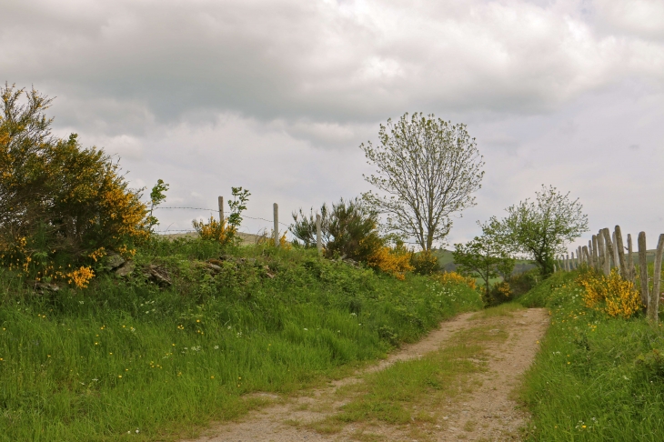 Près de Naves d'Aubrac. - Aurelle-Verlac