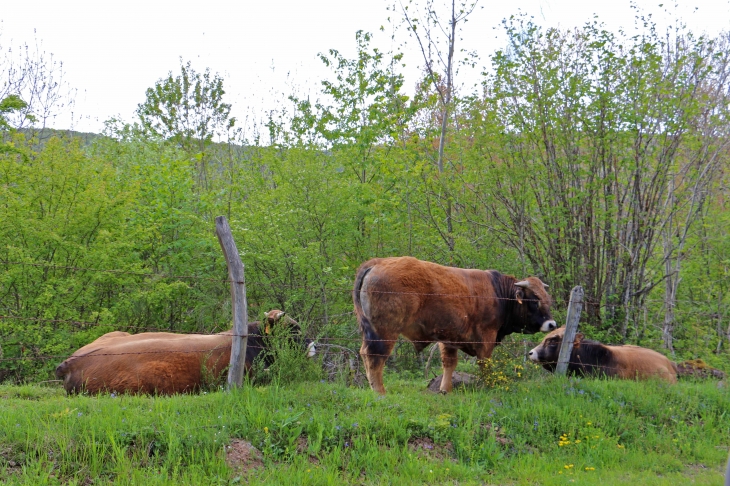 Aux alentours de Naves d'Aubrac. - Aurelle-Verlac