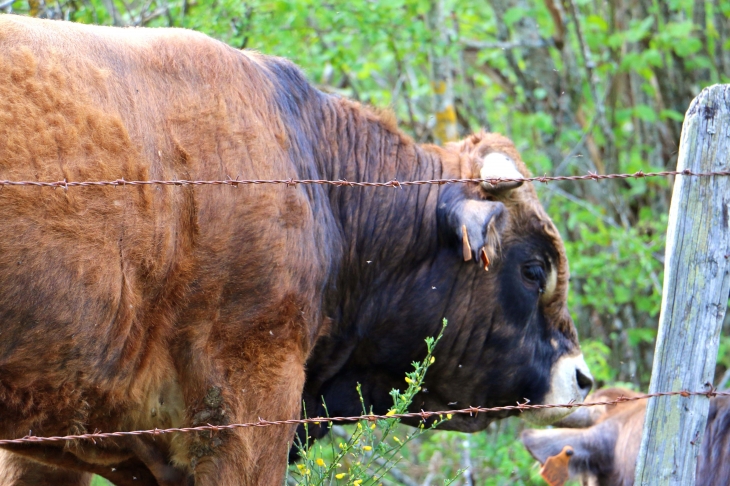 Aux alentours de Naves d'Aubrac. - Aurelle-Verlac