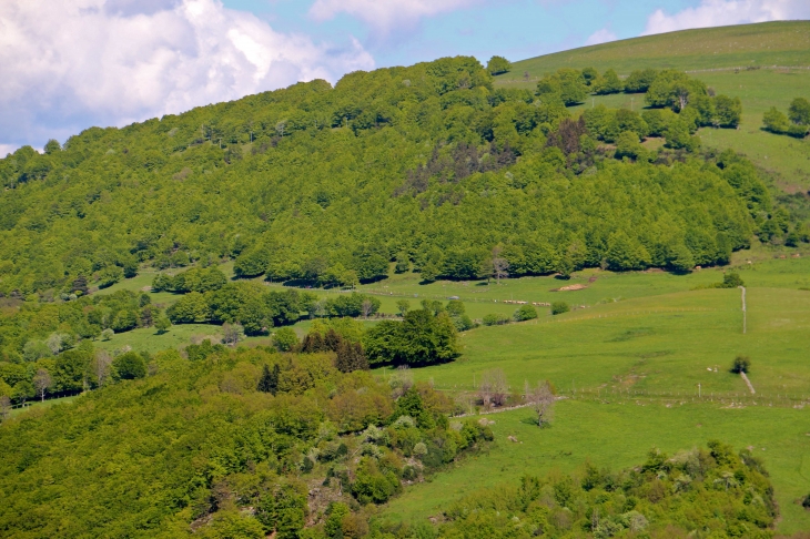 Du hameau de Vieurals, la montée vers l'estive. - Aurelle-Verlac