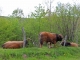 Photo suivante de Aurelle-Verlac Aux alentours de Naves d'Aubrac.