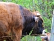 Photo suivante de Aurelle-Verlac Aux alentours de Naves d'Aubrac.