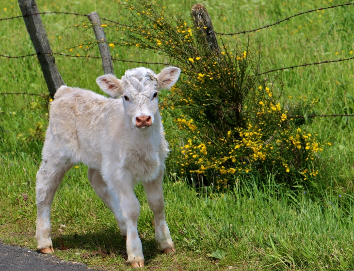 Dans les environs de Salgues. - Condom-d'Aubrac