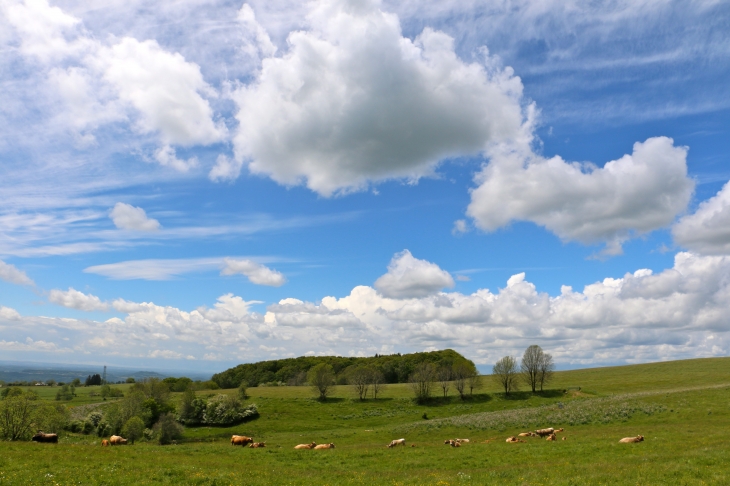 Dans les environs de Salgues. - Condom-d'Aubrac