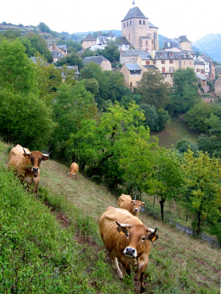 Coubisou - Même les vaches en réclament