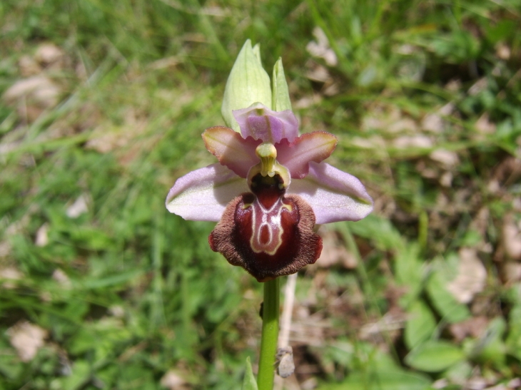 Orchis hybride - La Couvertoirade