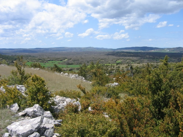 Grands massif de chêne blancs sur la Couvertoirade