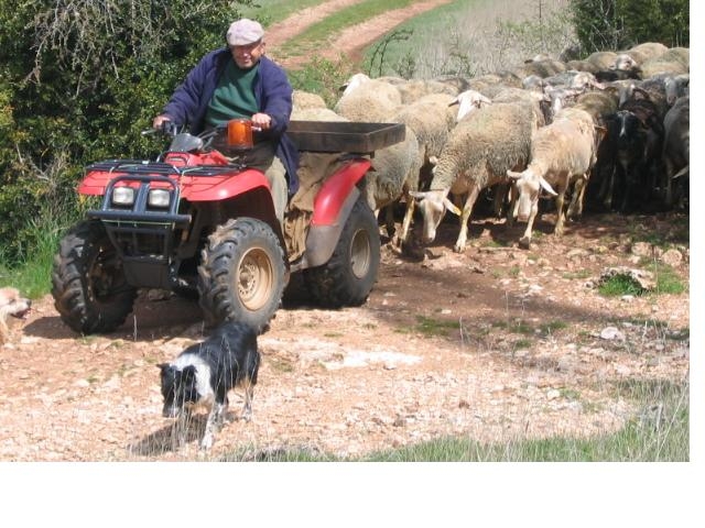 Un des dernier berger du causses du larzac 