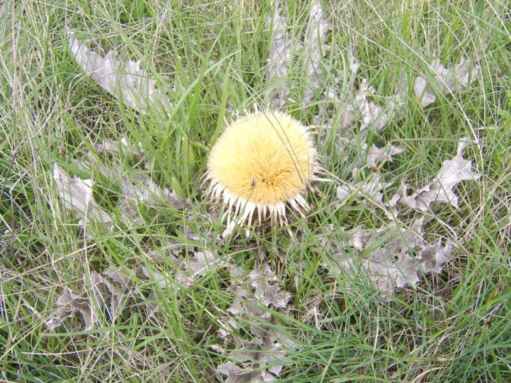 La cardabelle, symbole du causse du larzac - La Couvertoirade