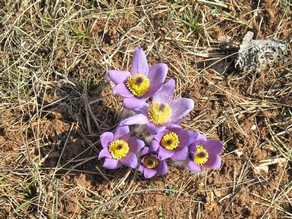 Anémones Pulsatiles - La Roque-Sainte-Marguerite