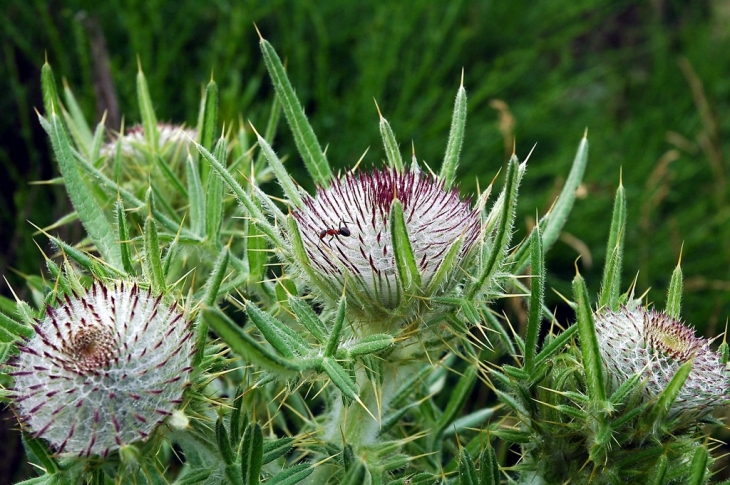 LA FLORE A LAGUIOLE