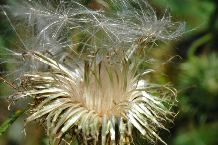 LA FLORE A LAGUIOLE