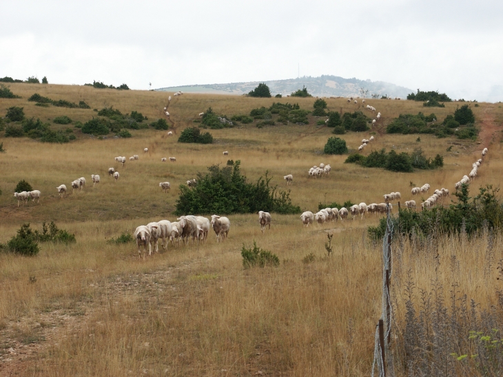 Dans les alentours  - Millau