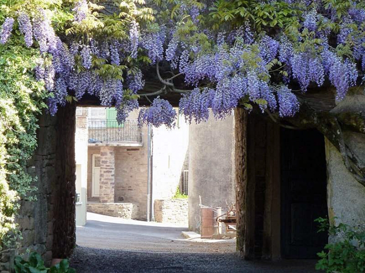 Passage sous glycine - Montclar