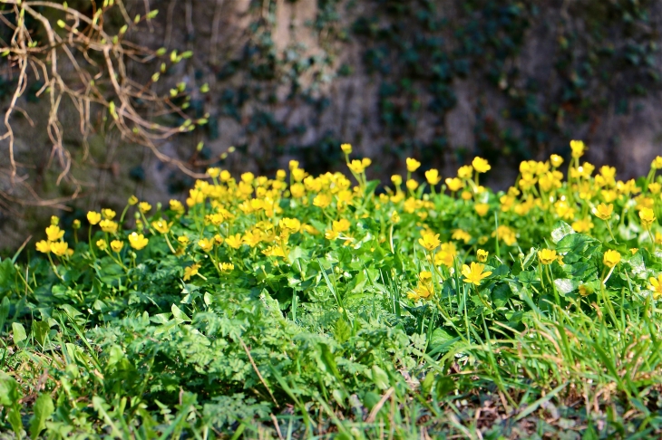 Bouquet de boutons d'or au pied de la chapelle Notre Dame de Salars. - Pont-de-Salars