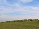 Photo précédente de Pont-de-Salars les-moutons-de-camboularet