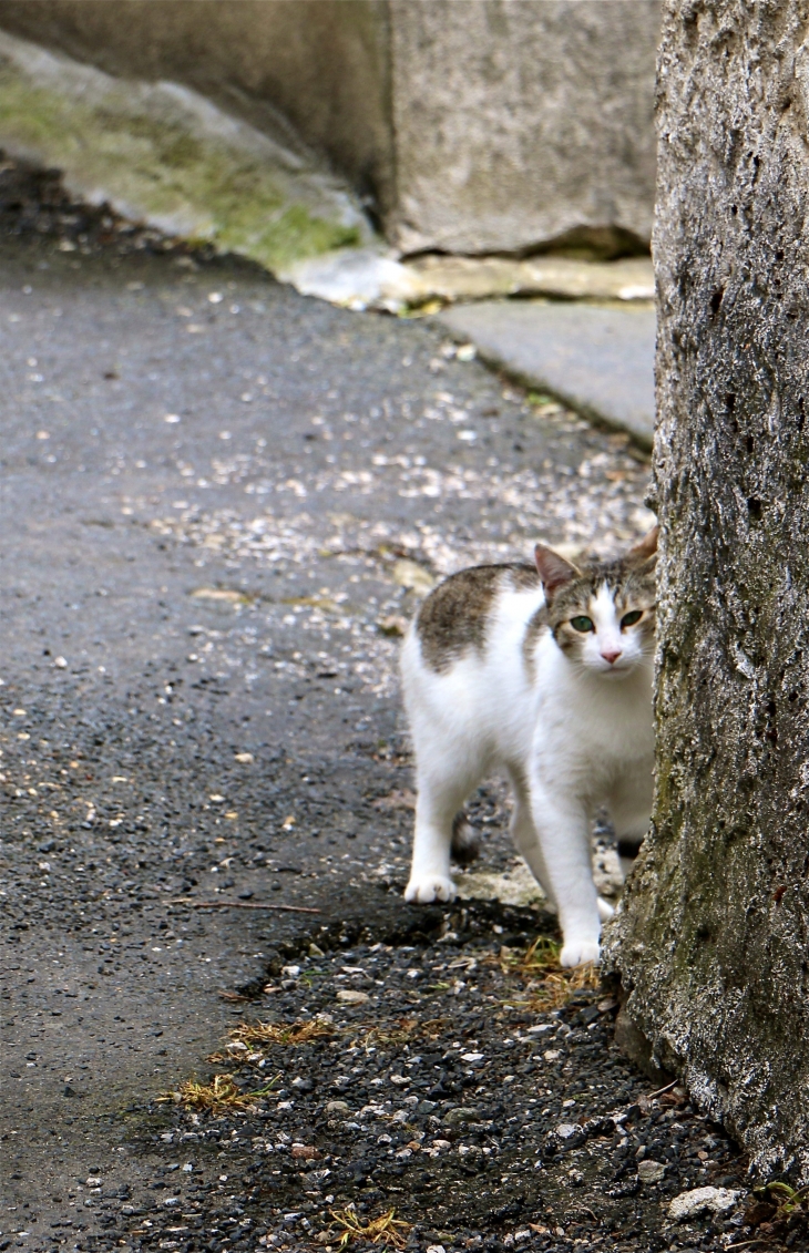 Chat du village. - Saint-Chély-d'Aubrac