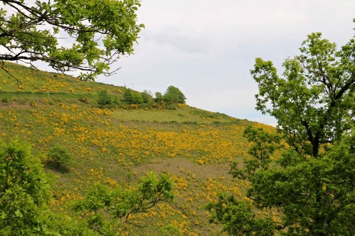 Le long de la D95. - Saint-Geniez-d'Olt