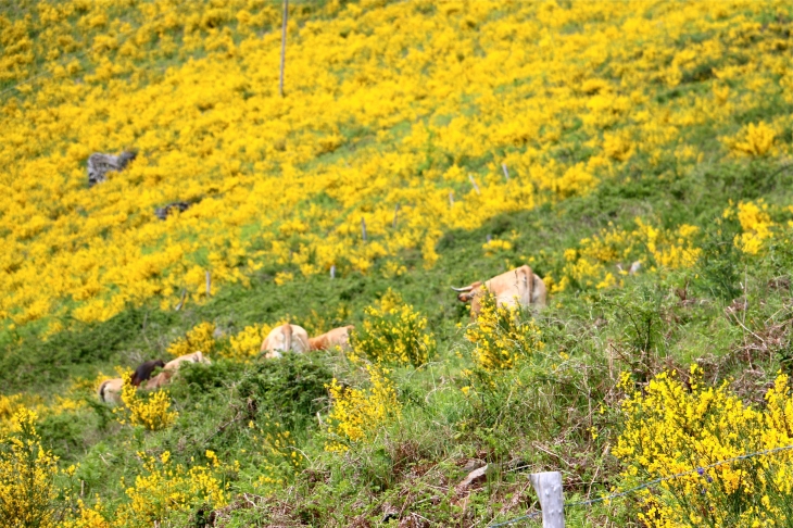 Aux alentours. - Saint-Geniez-d'Olt