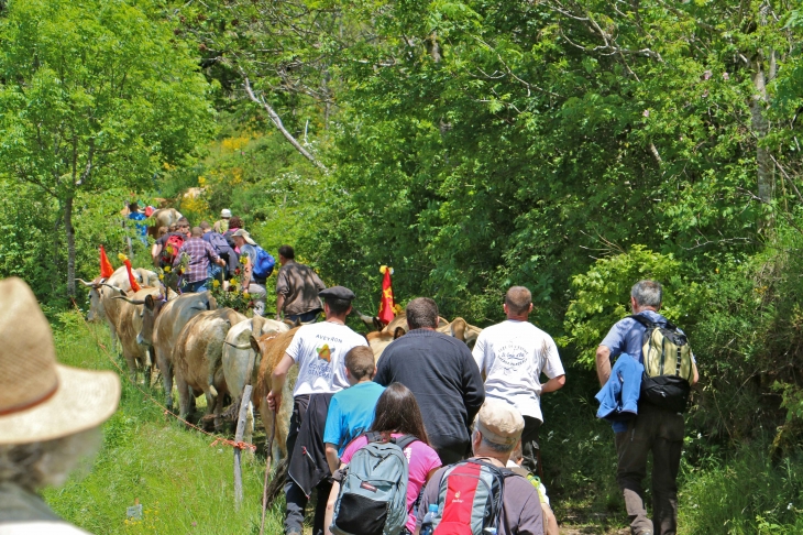 Fête et Marches de l'estive : cote de Verlac. - Saint-Geniez-d'Olt