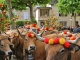 Photo précédente de Saint-Geniez-d'Olt Fête et Marches de l'estive.