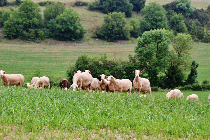 Paturages - Saint-Jean-d'Alcapiès