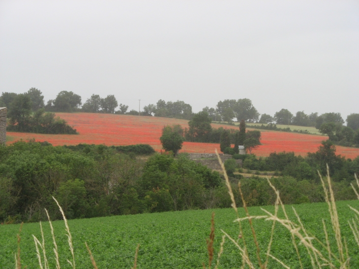 Champ de coquelicots - Saint-Rome-de-Cernon