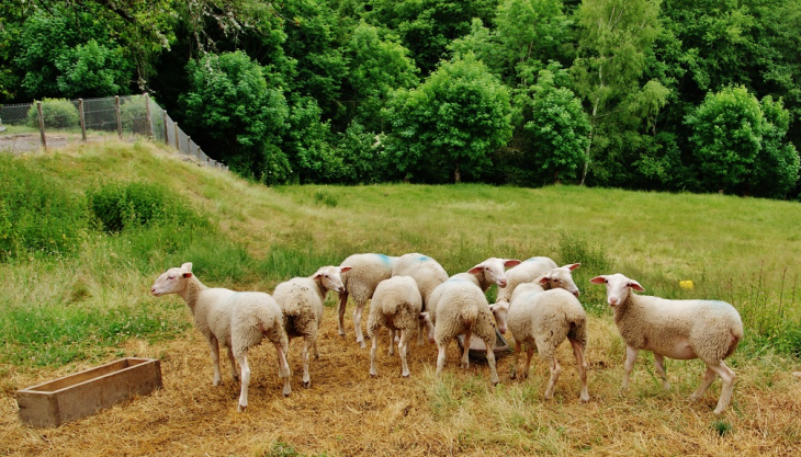 Paturages - Saint-Symphorien-de-Thénières