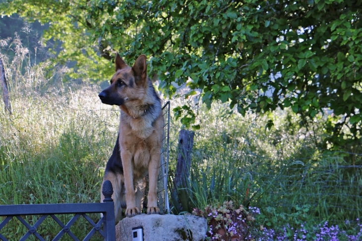 Un chien des alentours. - Sainte-Eulalie-d'Olt