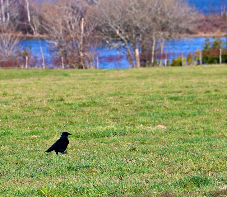 Le corbeau du Lac de Pareloup. - Salles-Curan