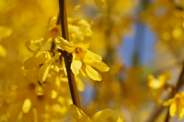 Forsythia de l'église Saint Paul. - Salles-la-Source