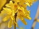 Photo suivante de Salles-la-Source forsythia-de-l-eglise-saint-paul