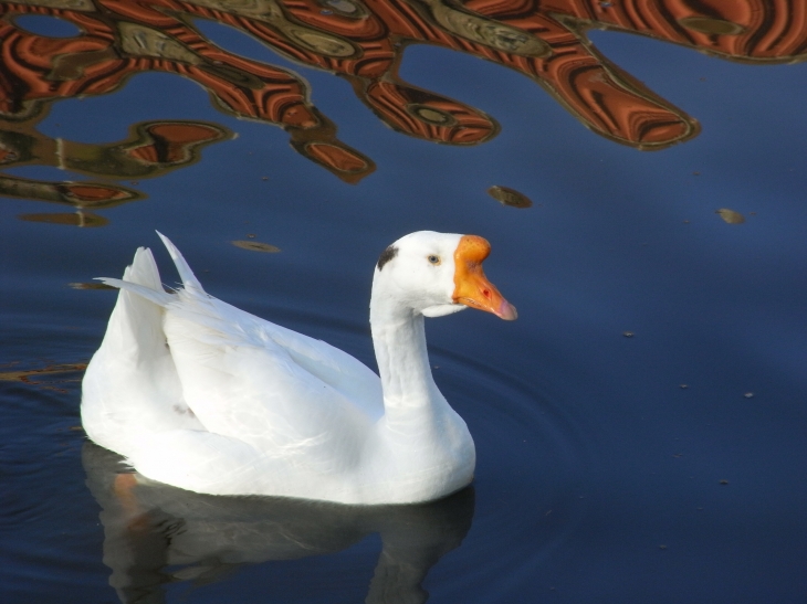 Cygne de cologne