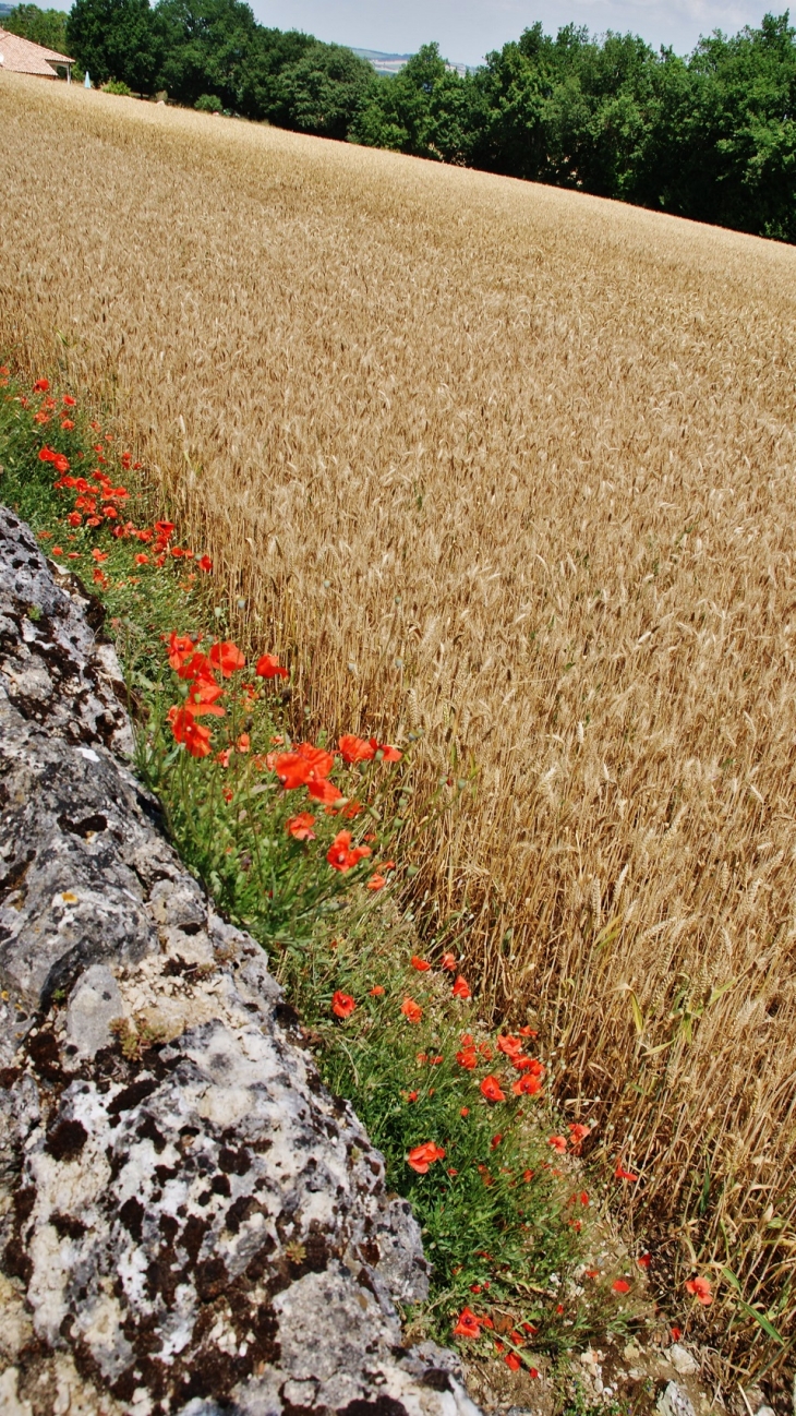 Nature - Plieux