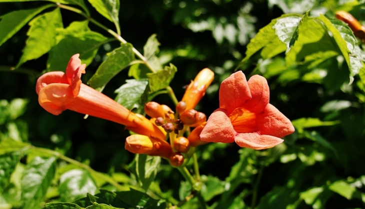 Fleurs - Saint-Créac