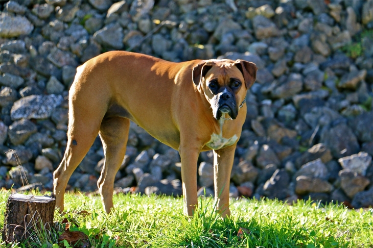 Le chien du village. - Tachoires