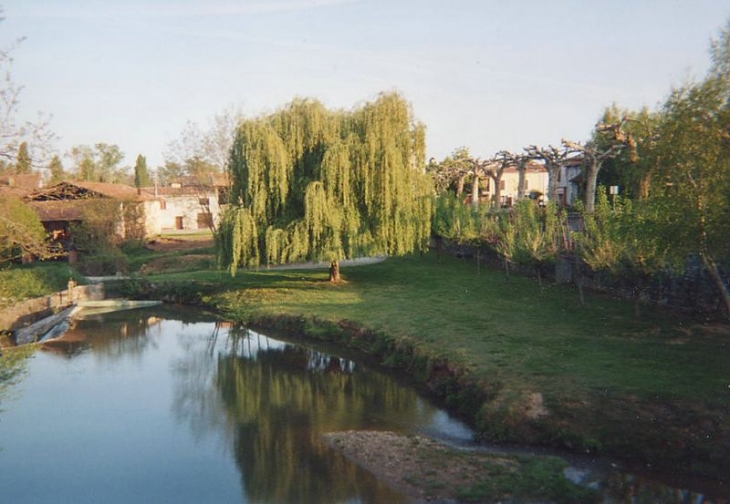 Le Volp et le saule pleureur - Le Plan