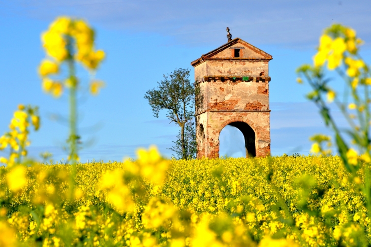 Pigeonnier dans le colza - Montgaillard-Lauragais