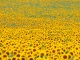 Tournesols