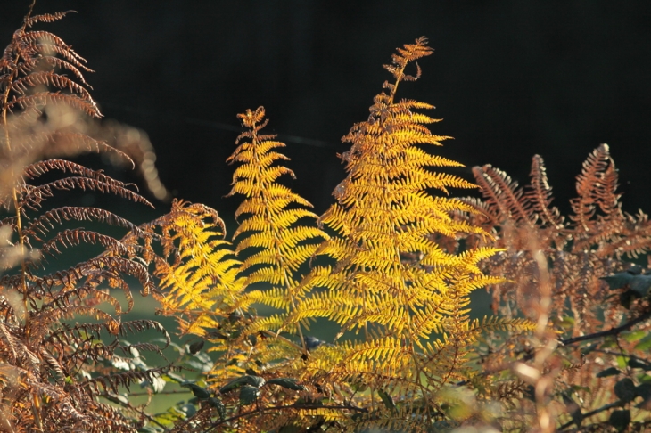 Autour du Lac, rencontre d'automne. - Montréjeau