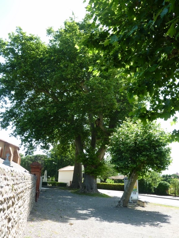 Les platanes centenaires - Salles-sur-Garonne