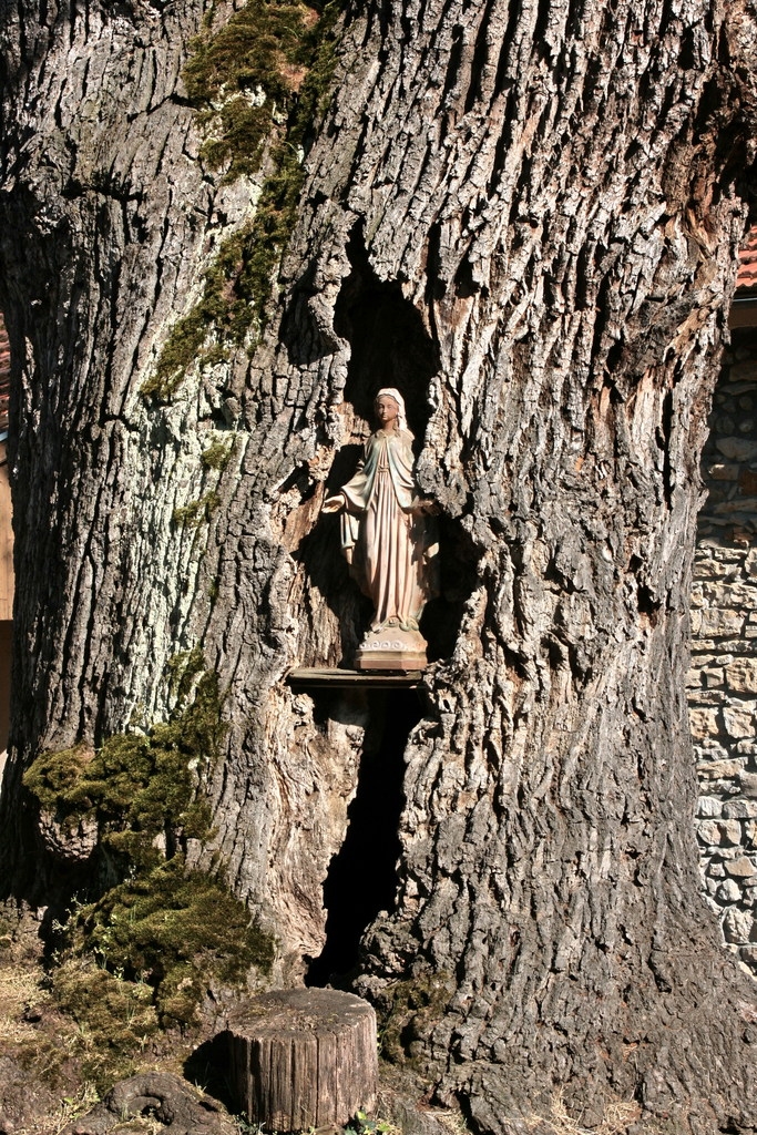 La vierge dans la grotte de l'arbre - Sédeilhac